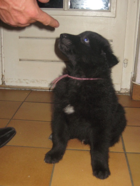 Chiots