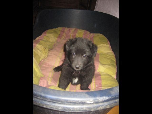 Fouine