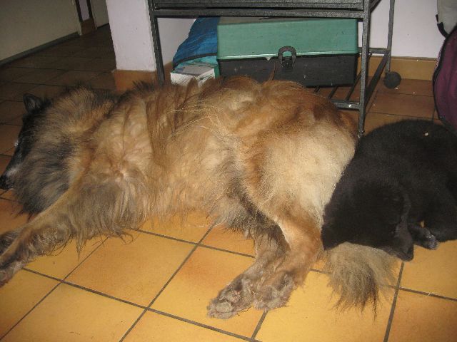Fiasko